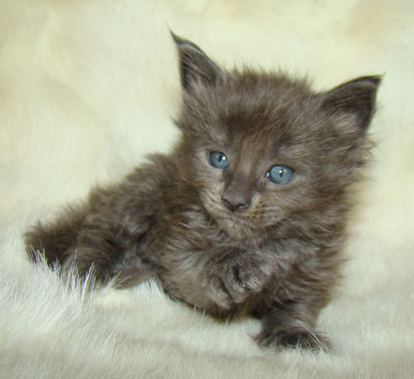     Catsvill County!   !    !       !!!    Catsvill County +7-926-544-74-09     .   ,   ,   ,    ,   ,  ,     ,   -,    ,   !